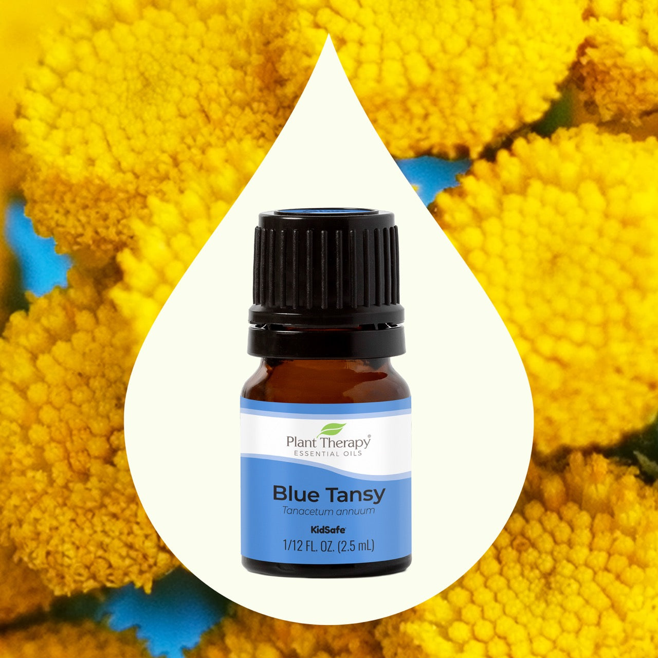 Blue Tansy Essential Oil with key ingredient image