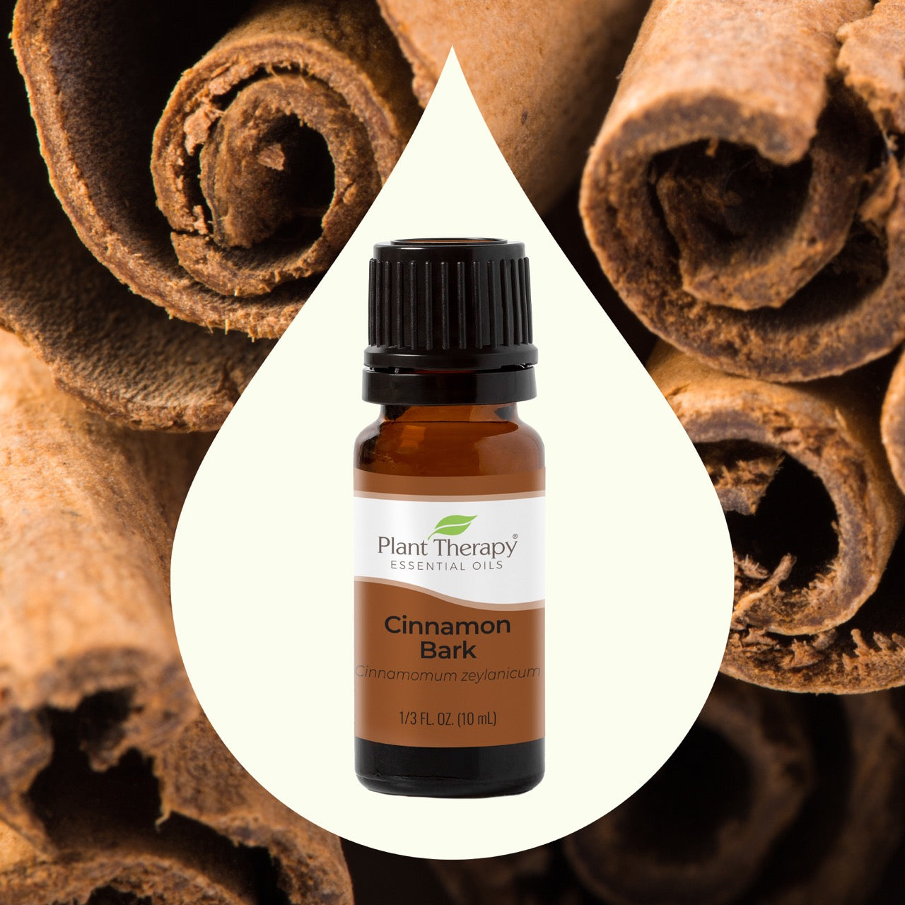 Cinnamon Bark Essential Oil with key ingredient image