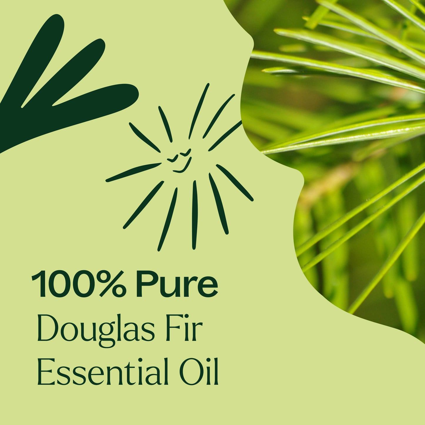 Douglas Fir Essential Oil