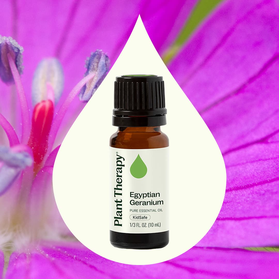 Egyptian Geranium Essential Oil – Plant Therapy