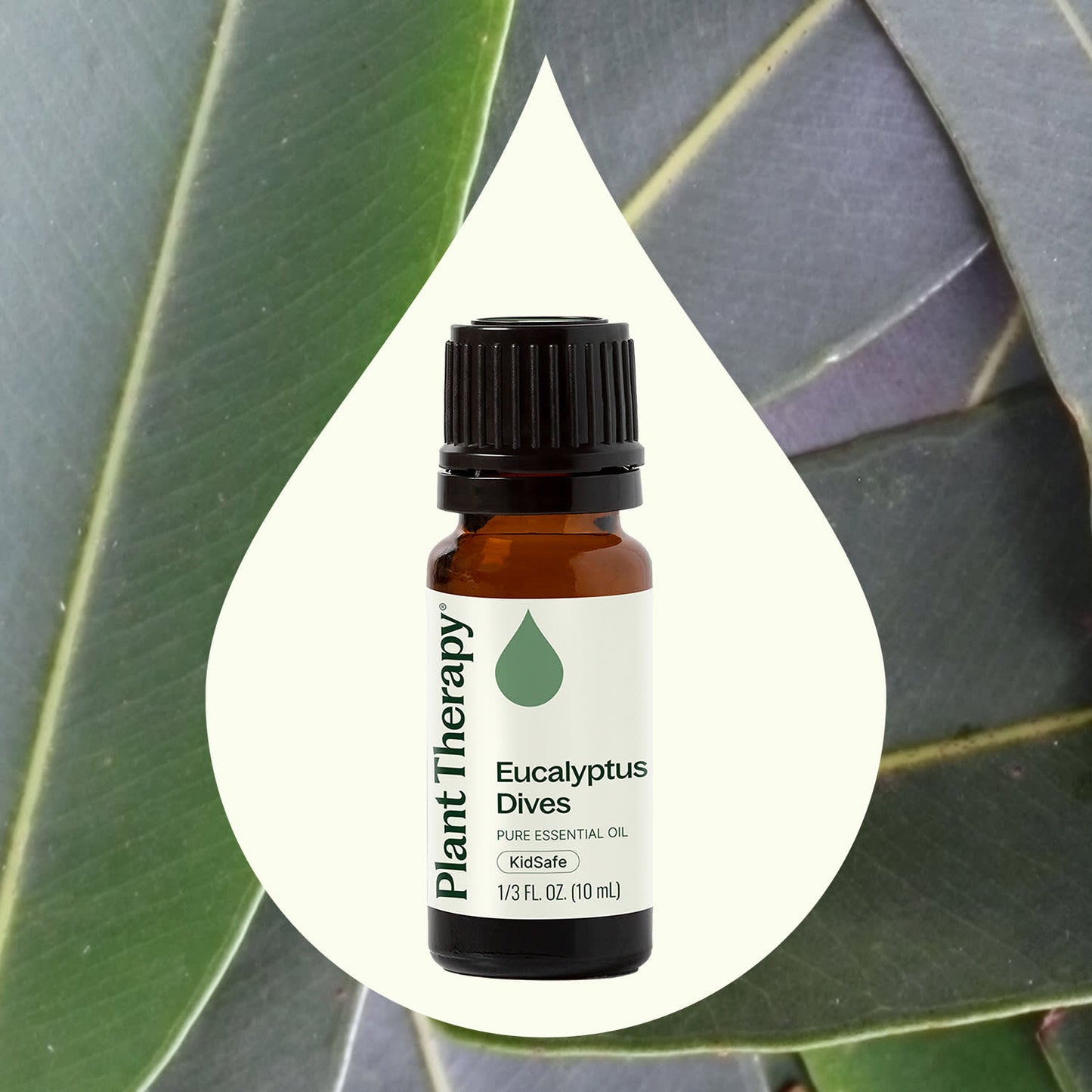 Eucalyptus Dives Essential Oil