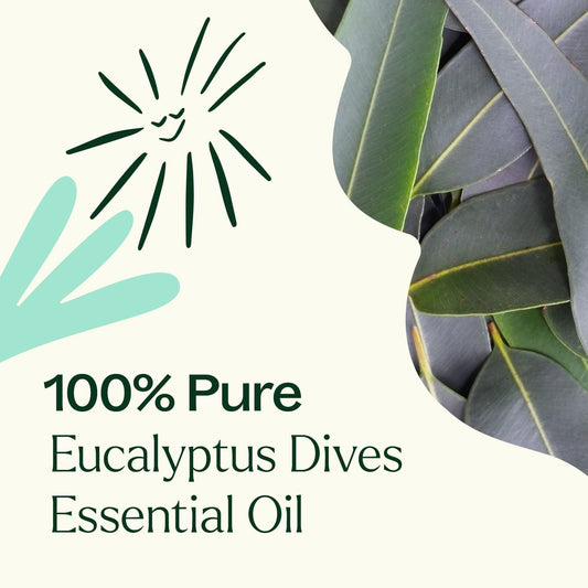 Eucalyptus Dives Essential Oil