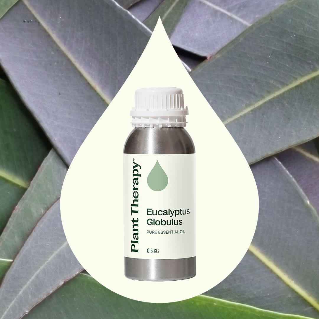 Eucalyptus Globulus Essential Oil Bulk