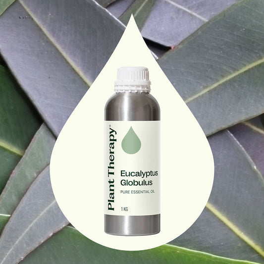 Eucalyptus Globulus Essential Oil Bulk