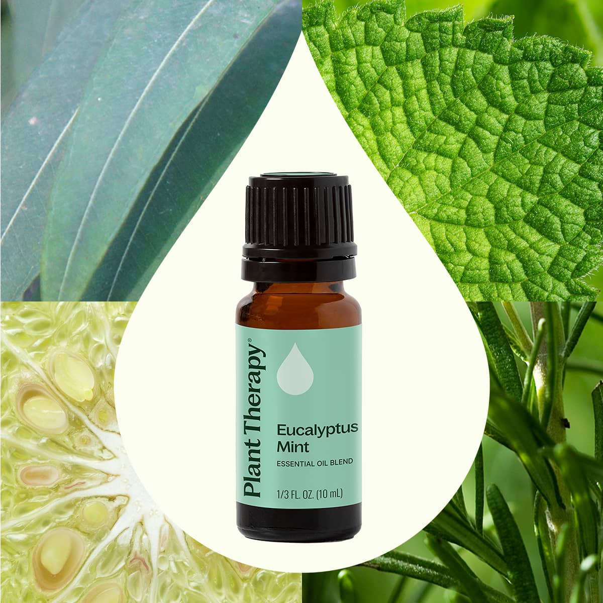 Eucalyptus Mint Essential Oil Blend – Plant Therapy