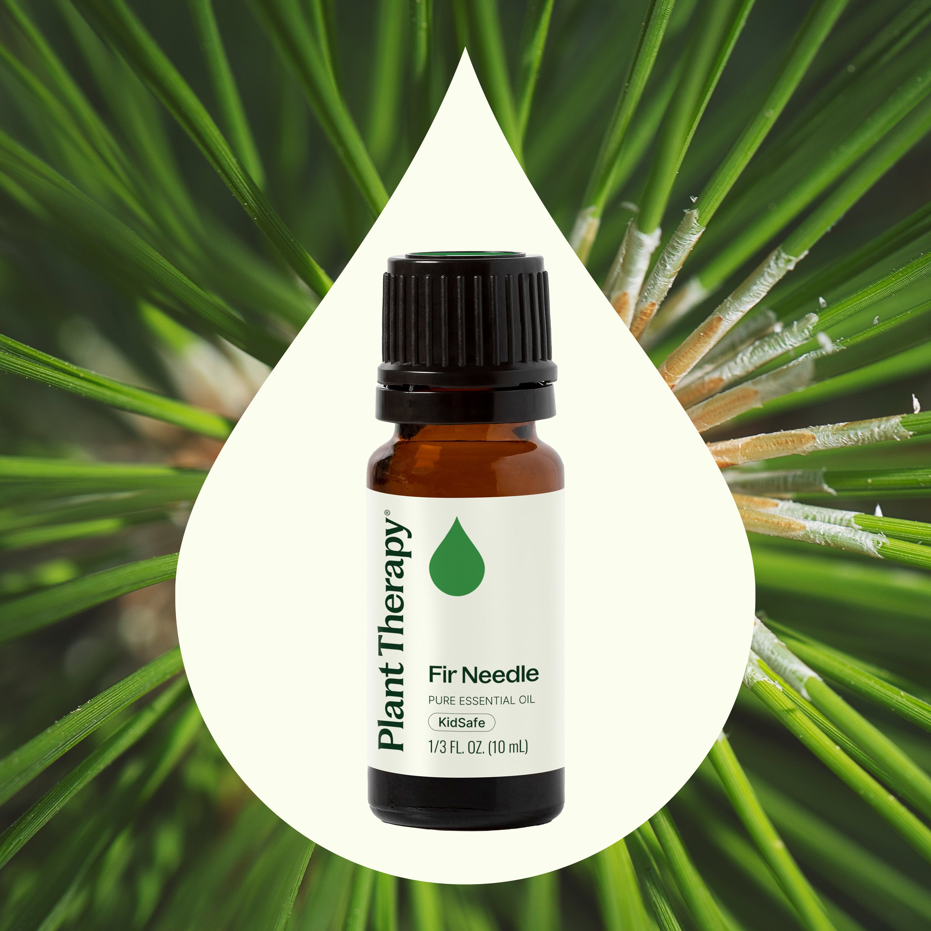 Fir Needle Essential Oil – Plant Therapy