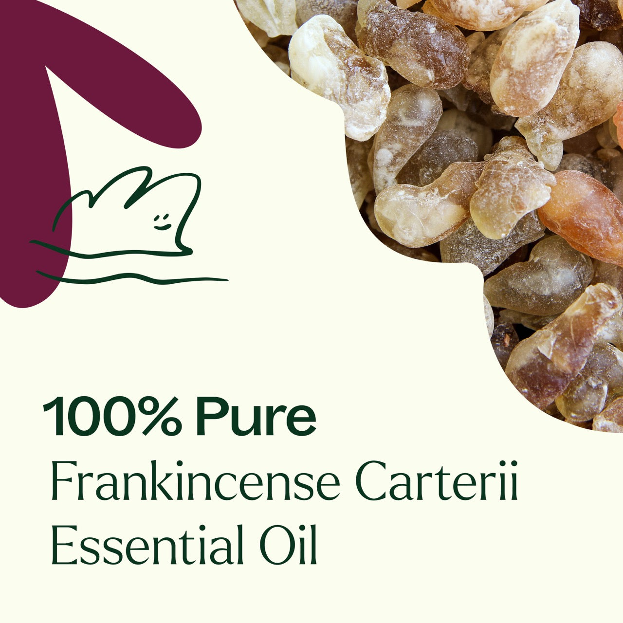 100% pure frankincense carterii essential oil
