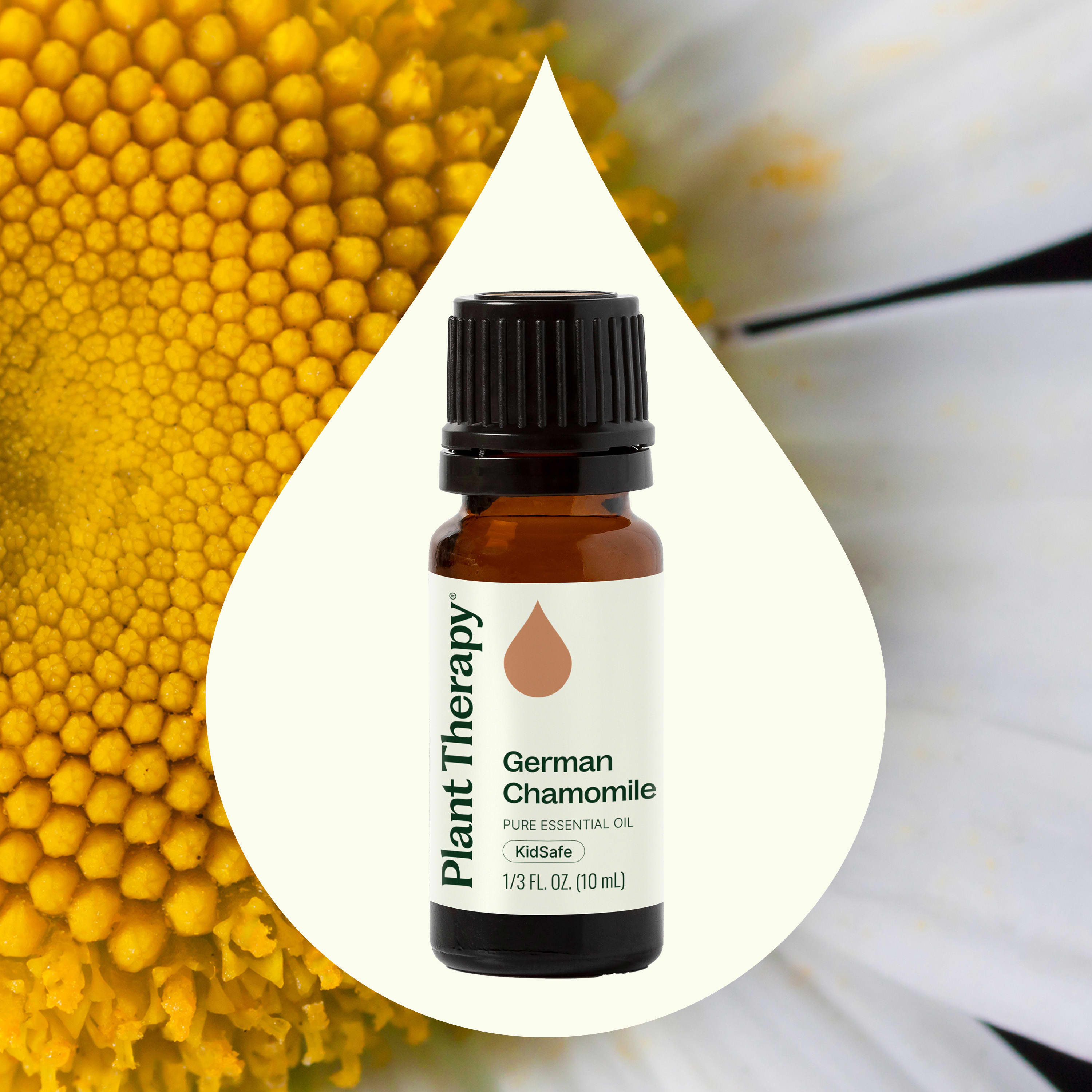 German Chamomile Essential Oil – Plant Therapy