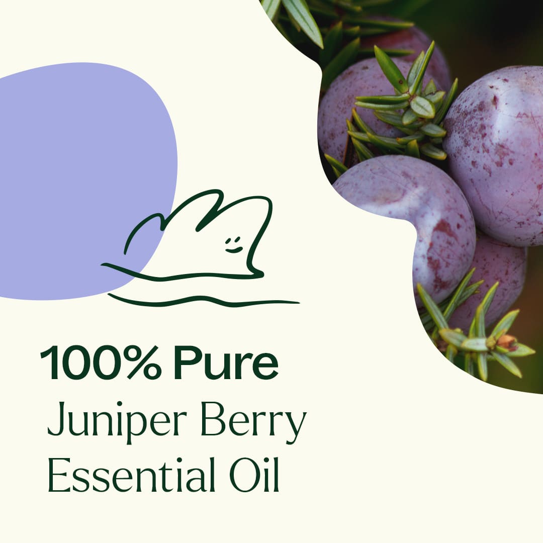 Juniper Berry Essential Oil – Plant Therapy