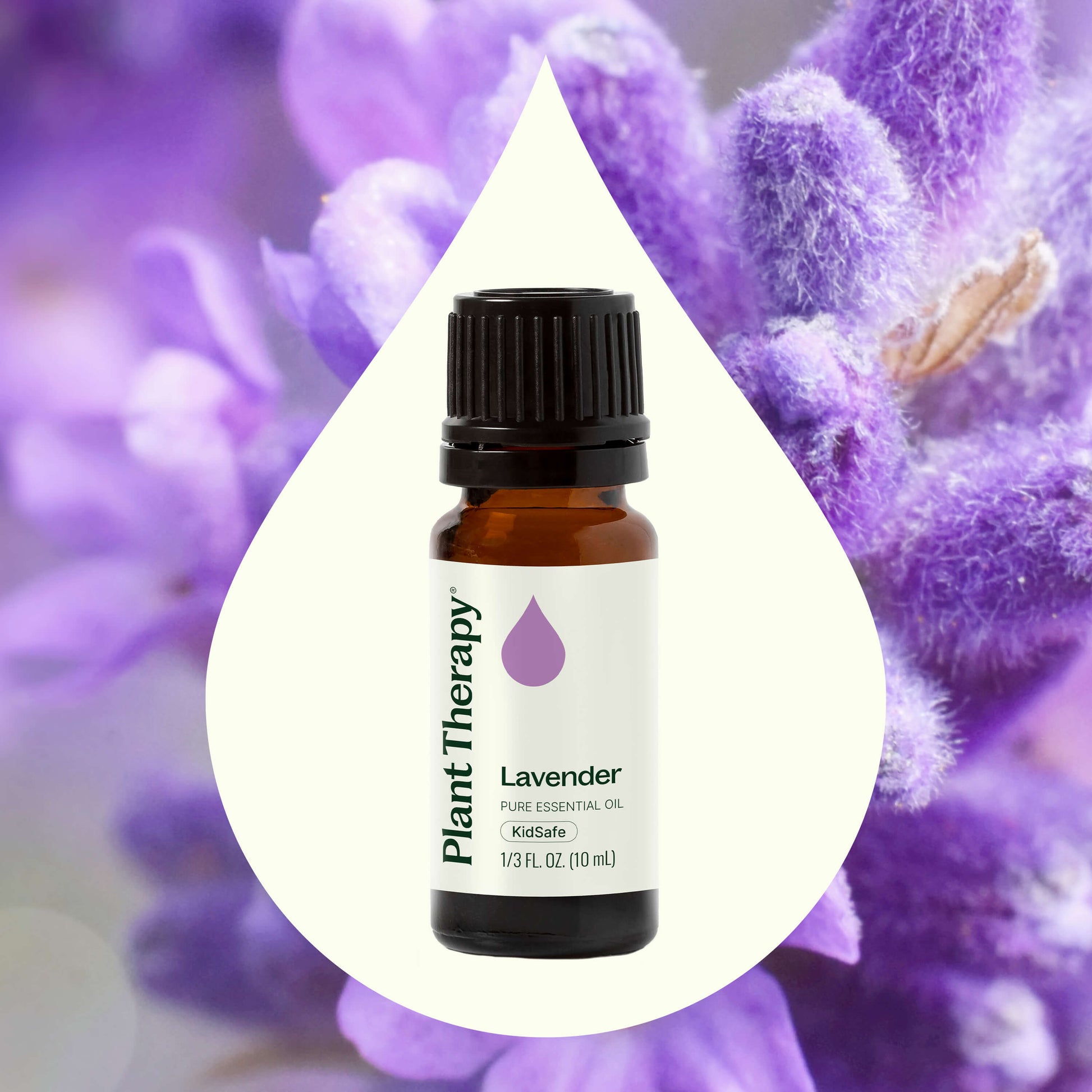 lavender plant oil Plant Therapy Lavender Essential Oil 10 ml