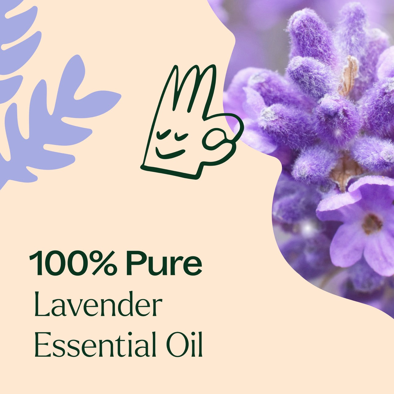 benefits of lavender plants Plant Therapy Lavender Essential Oil 10 ml
