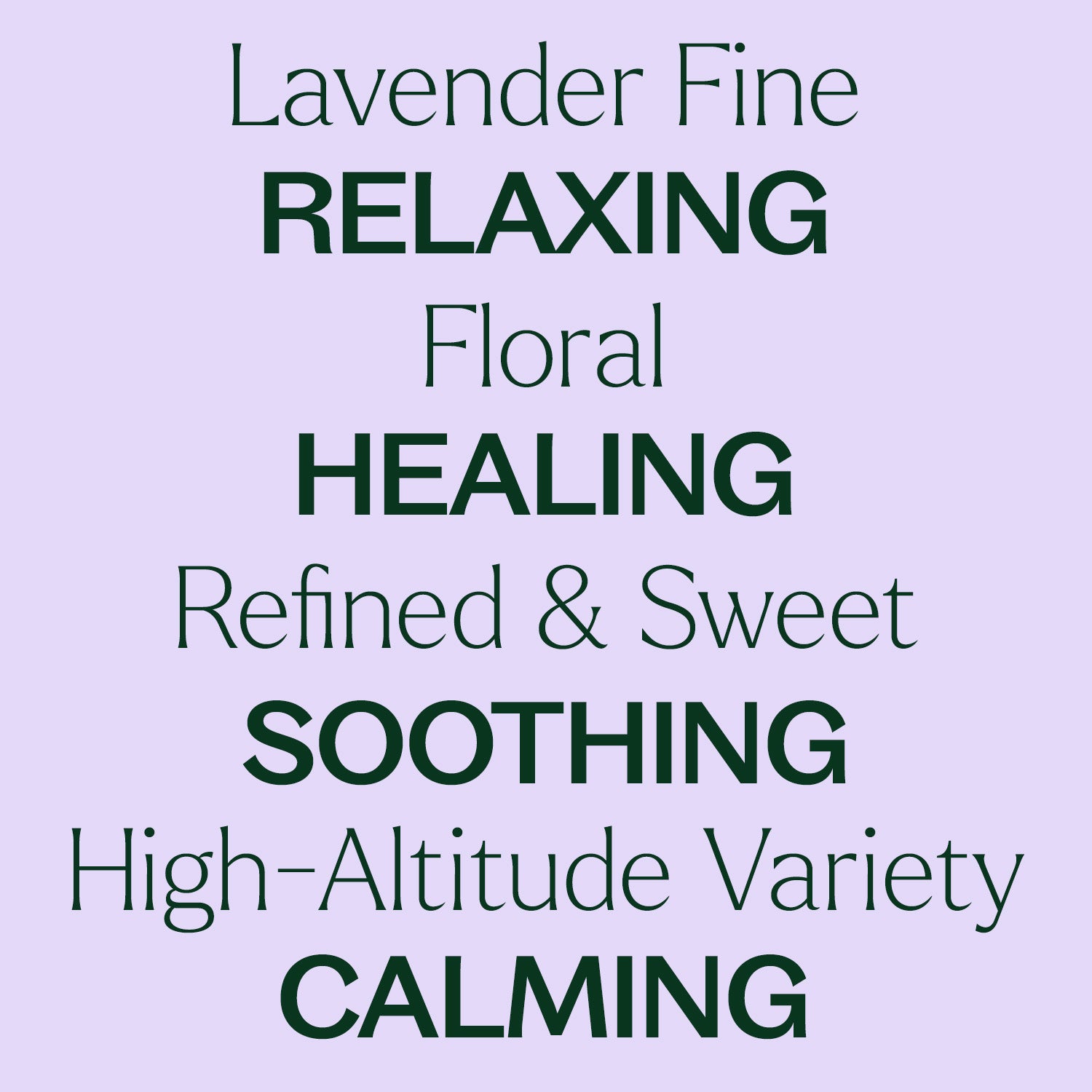 Lavender Fine Essential Oil