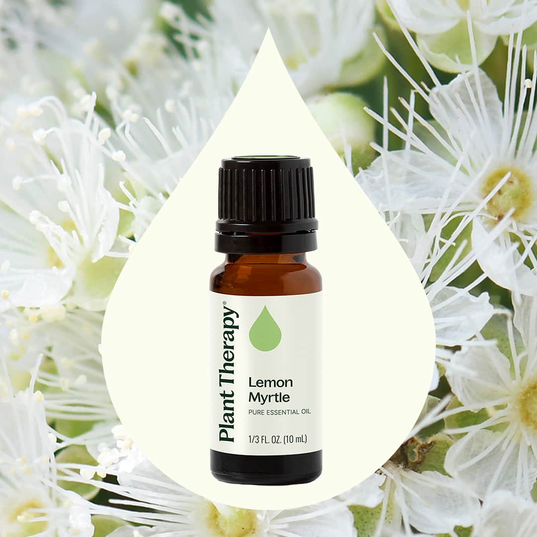 Lemon Myrtle Essential Oil – Plant Therapy