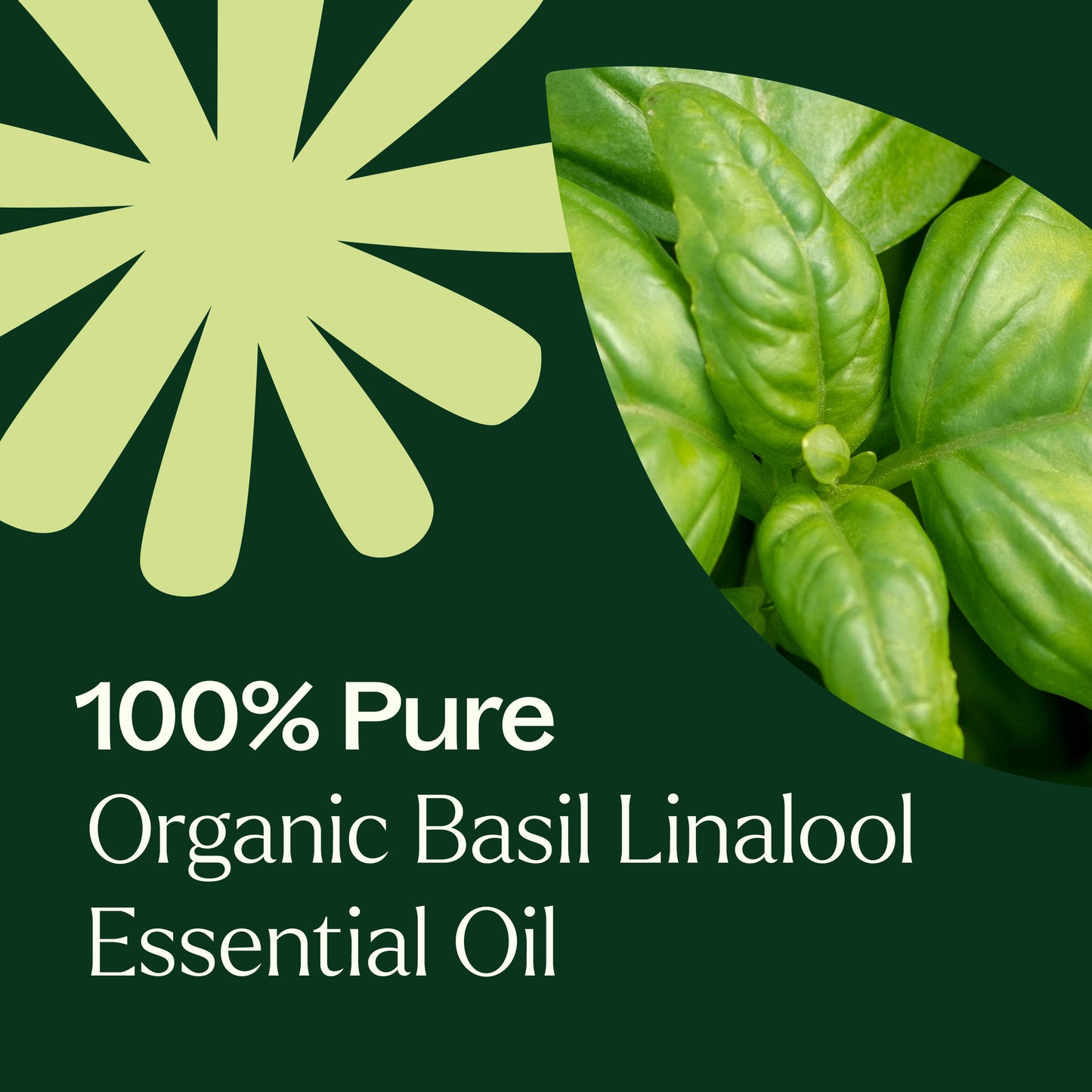 Organic Basil Linalool Essential Oil