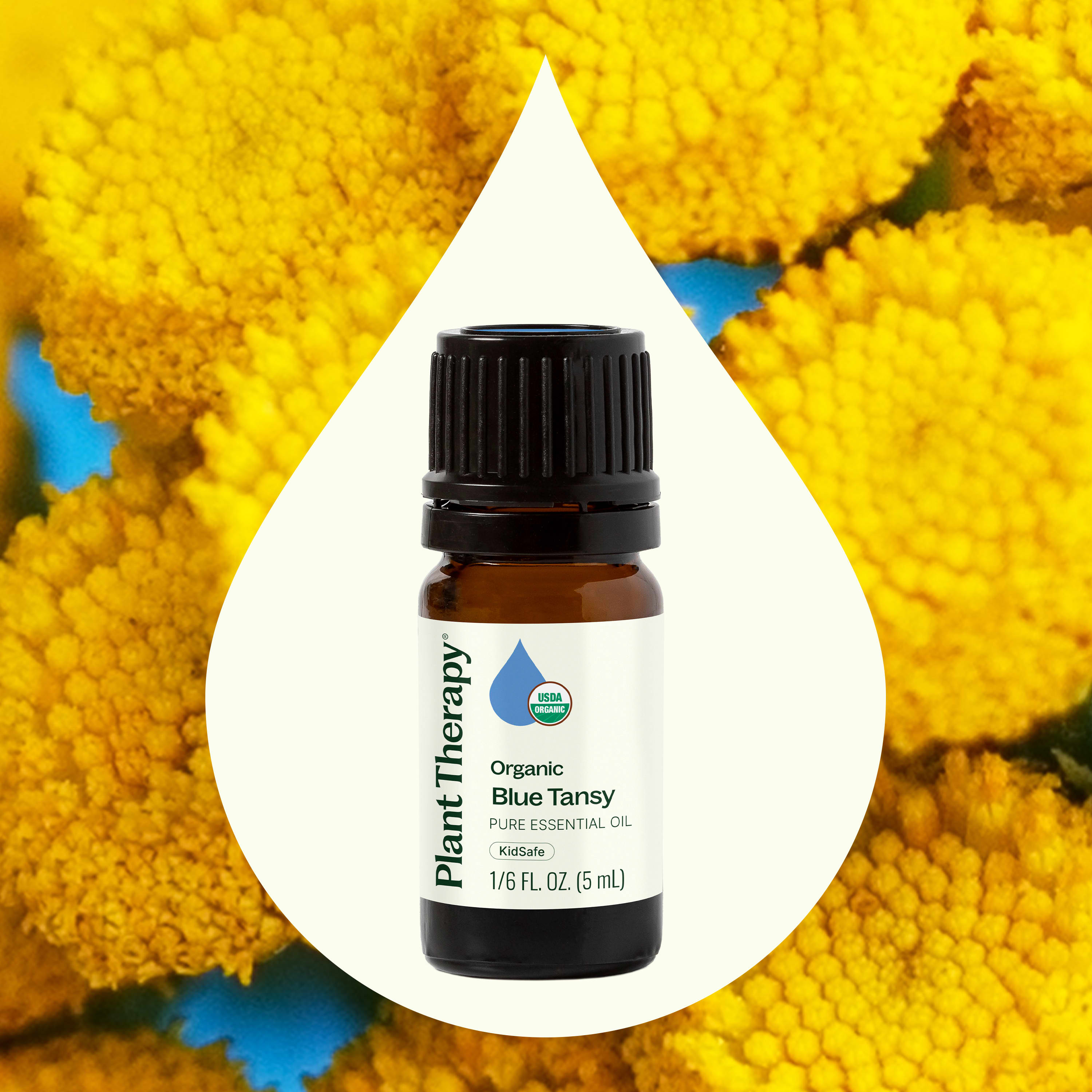 Organic Blue Tansy Essential Oil – Plant Therapy
