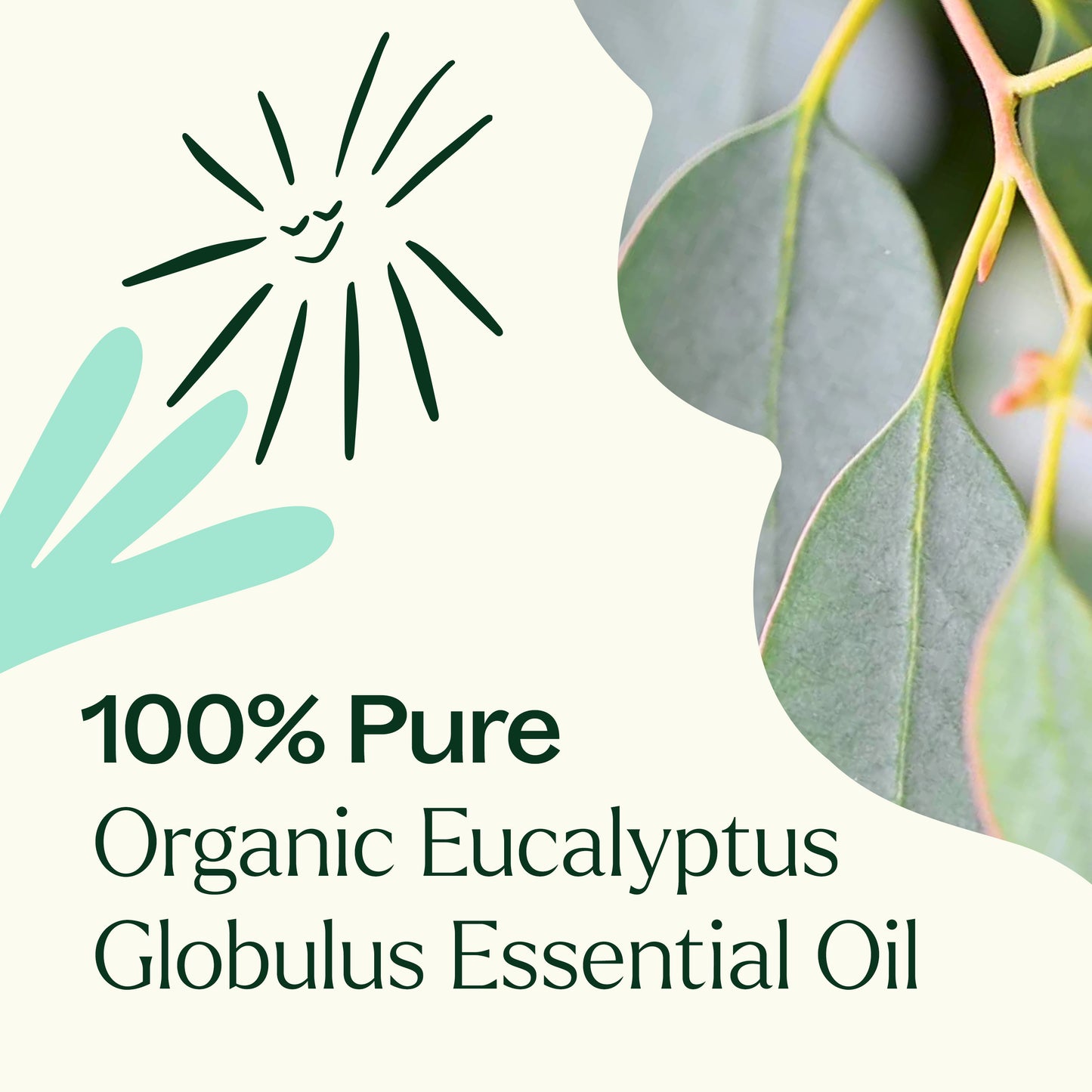 100% Pure Organic Eucalyptus Globulus Essential Oil