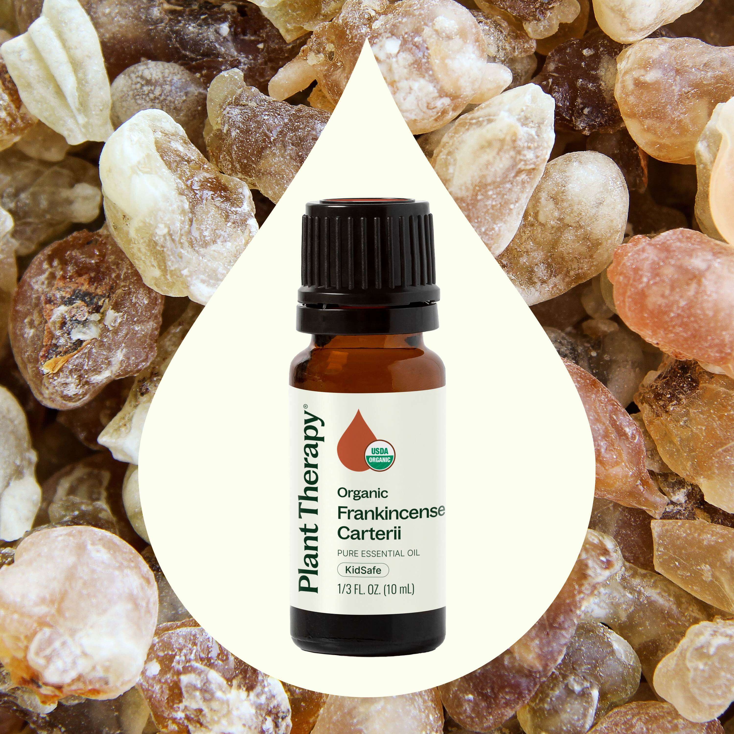 Organic Frankincense Carterii Essential Oil – Plant Therapy