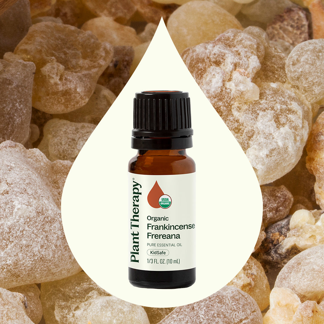 Organic Frankincense Frereana Essential Oil – Plant Therapy