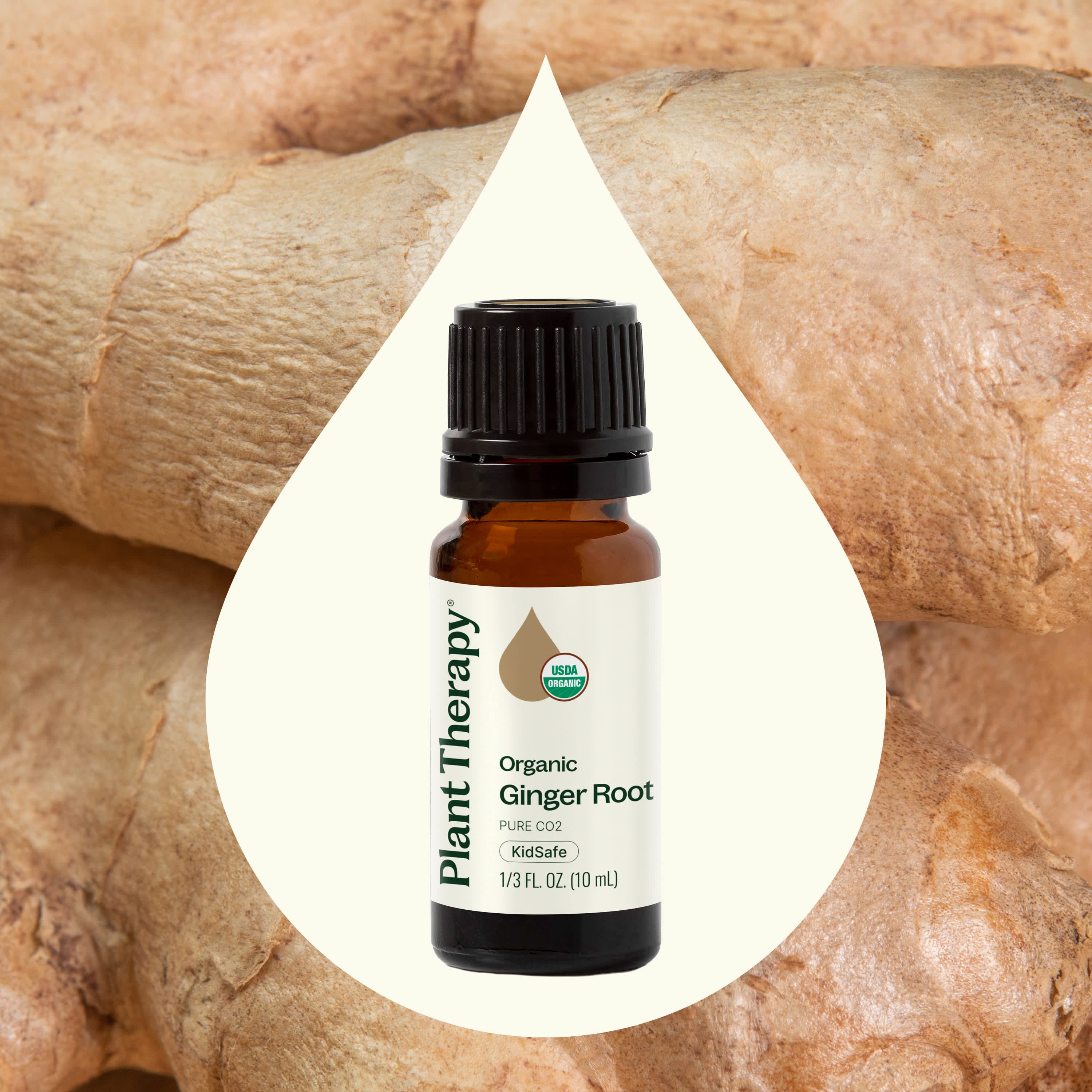Organic Ginger Root CO2 – Plant Therapy