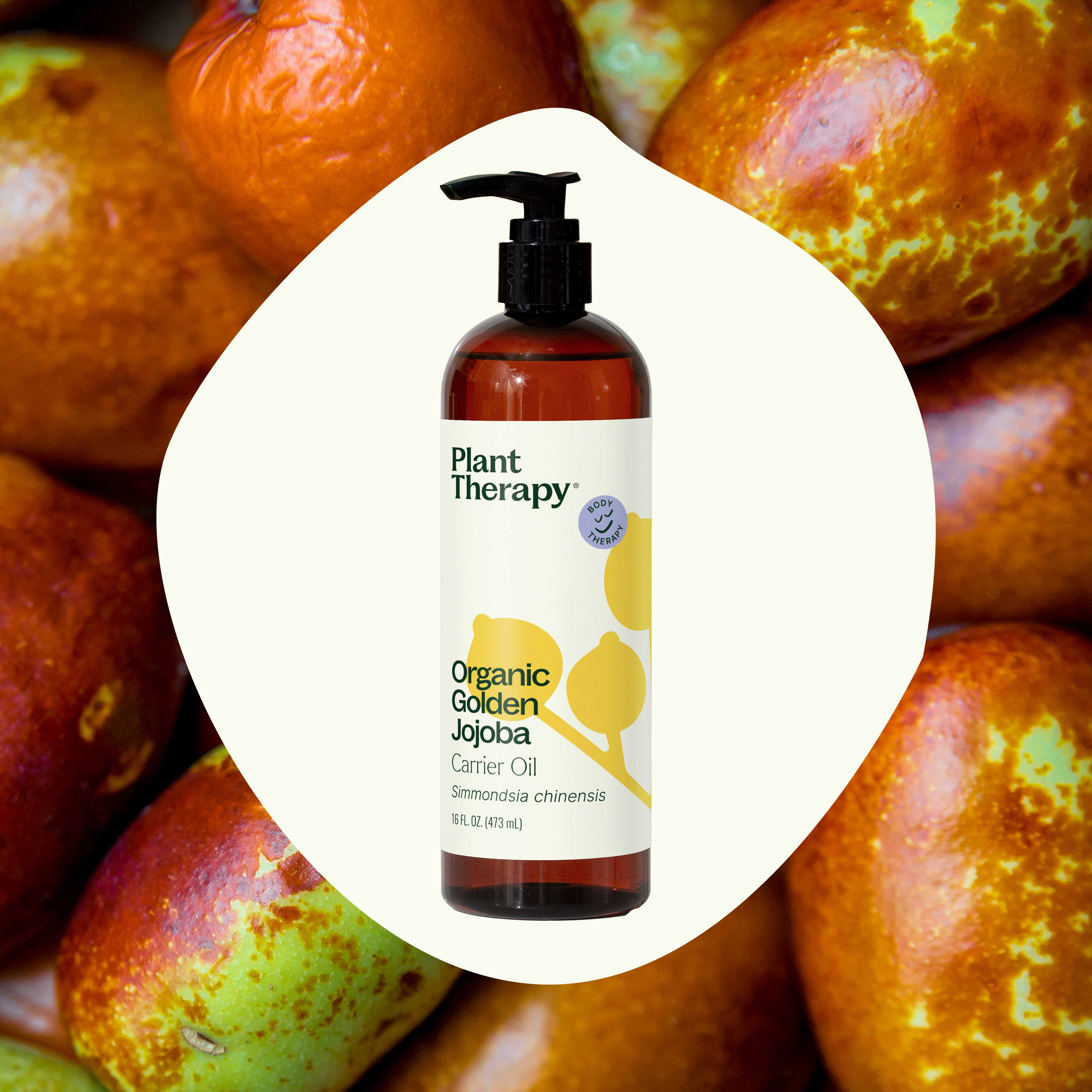 Organic Golden Jojoba Carrier Oil – Plant Therapy