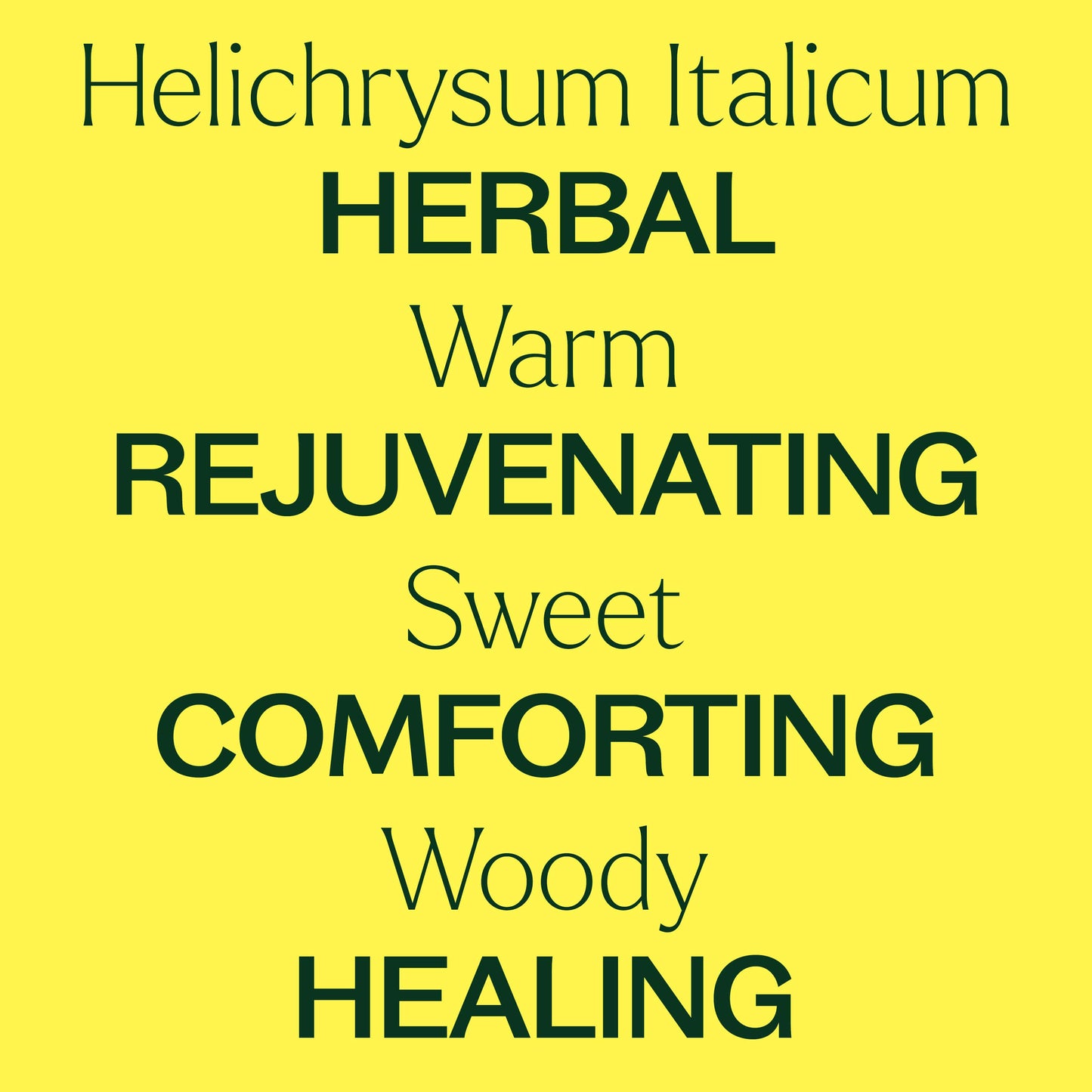 Organic Helichrysum Italicum Essential Oil is herbal, warm, sweet, comforting, woody and healing.