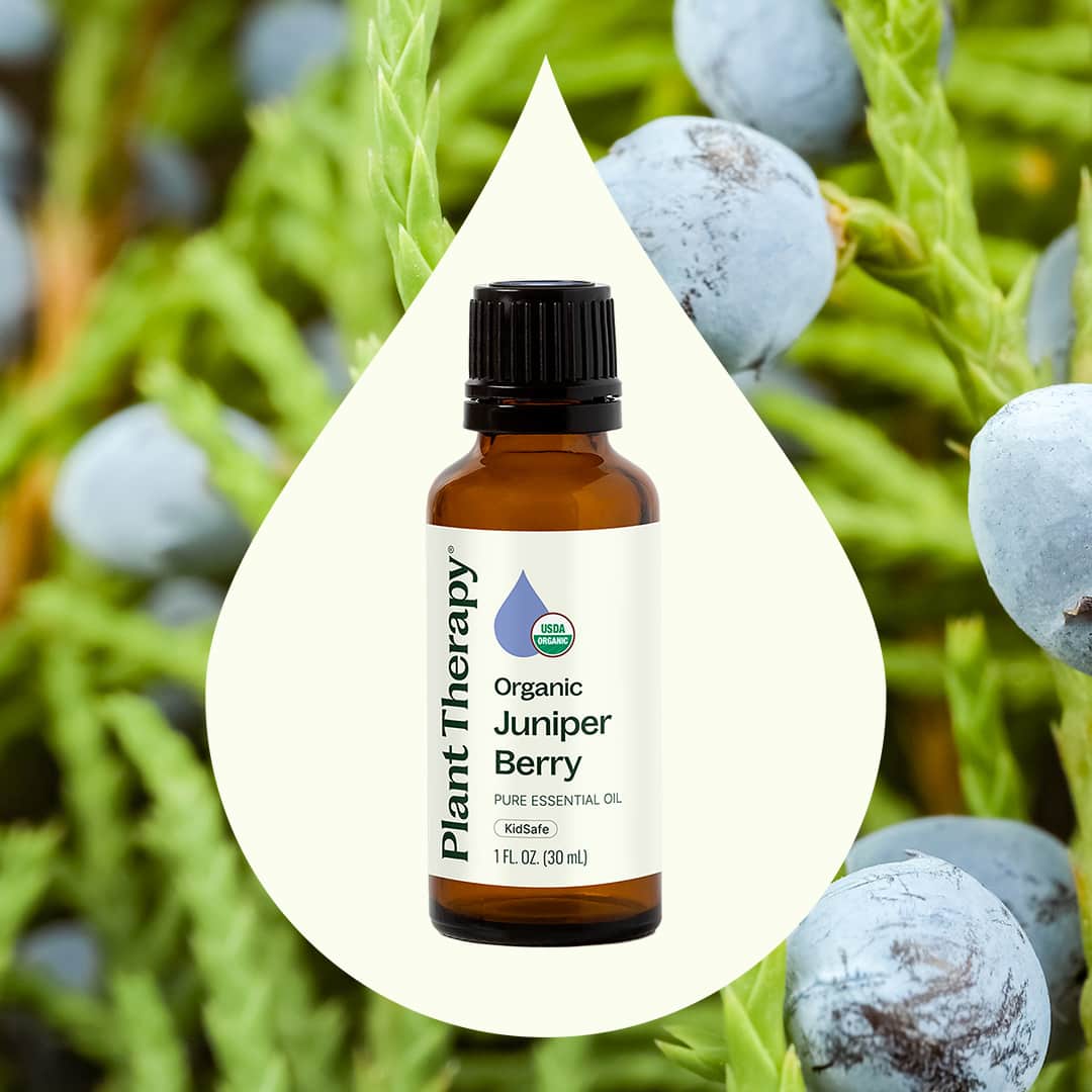 Organic Juniper Berry Essential Oil – Plant Therapy