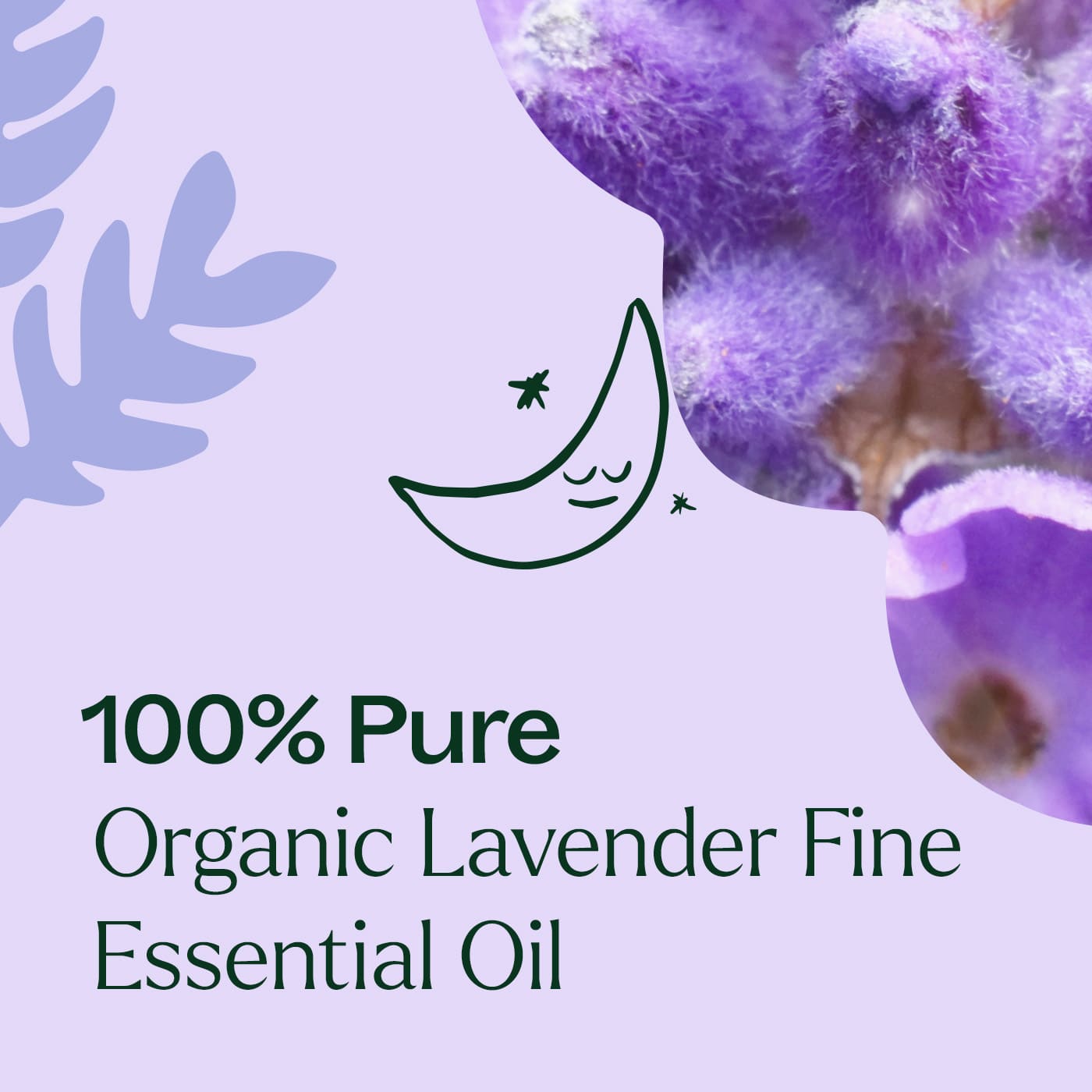 lavender flower benefits for skin Organic Lavender Fine Essential Oil – Plant Therapy