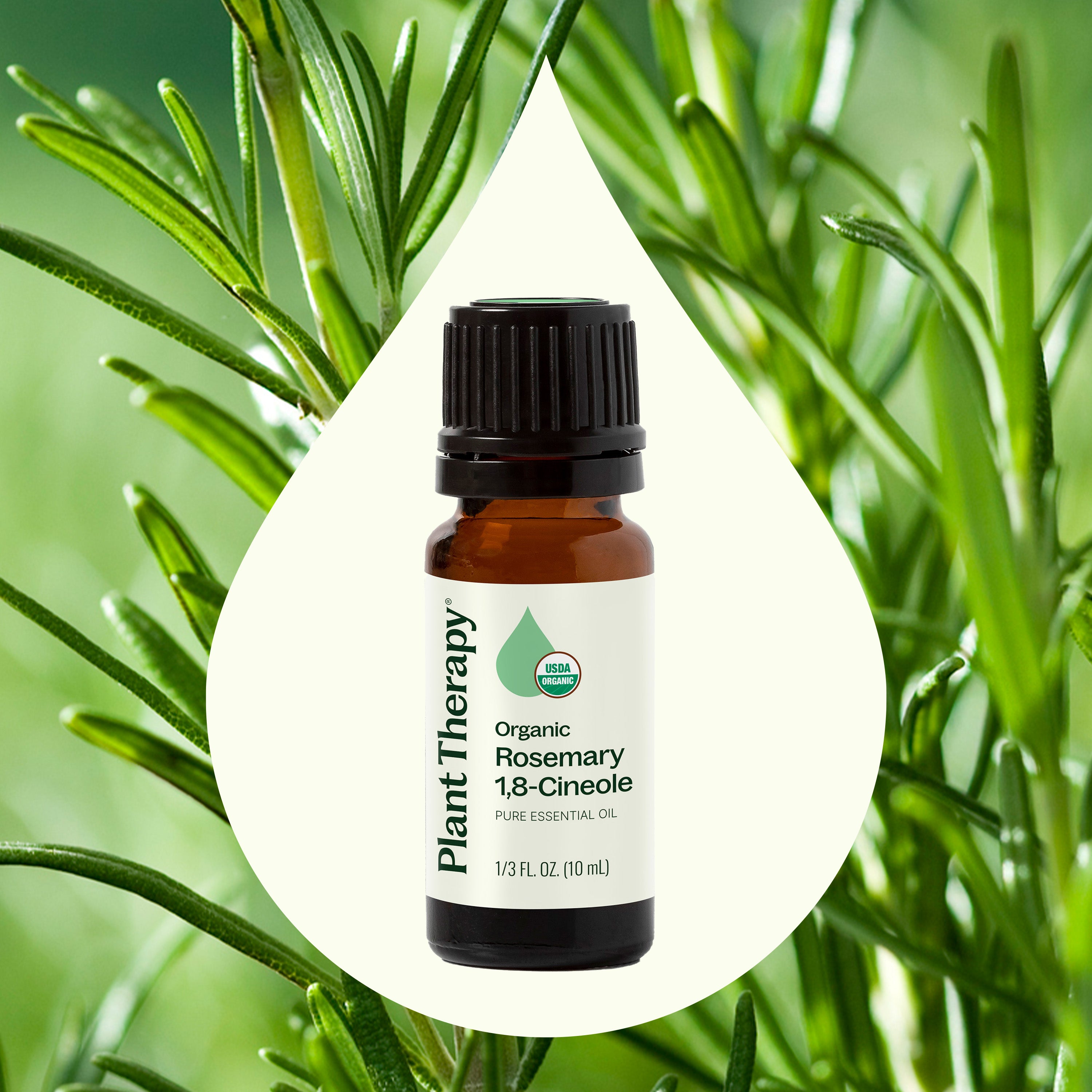 Organic Rosemary 1,8-Cineole Essential Oil – Plant Therapy