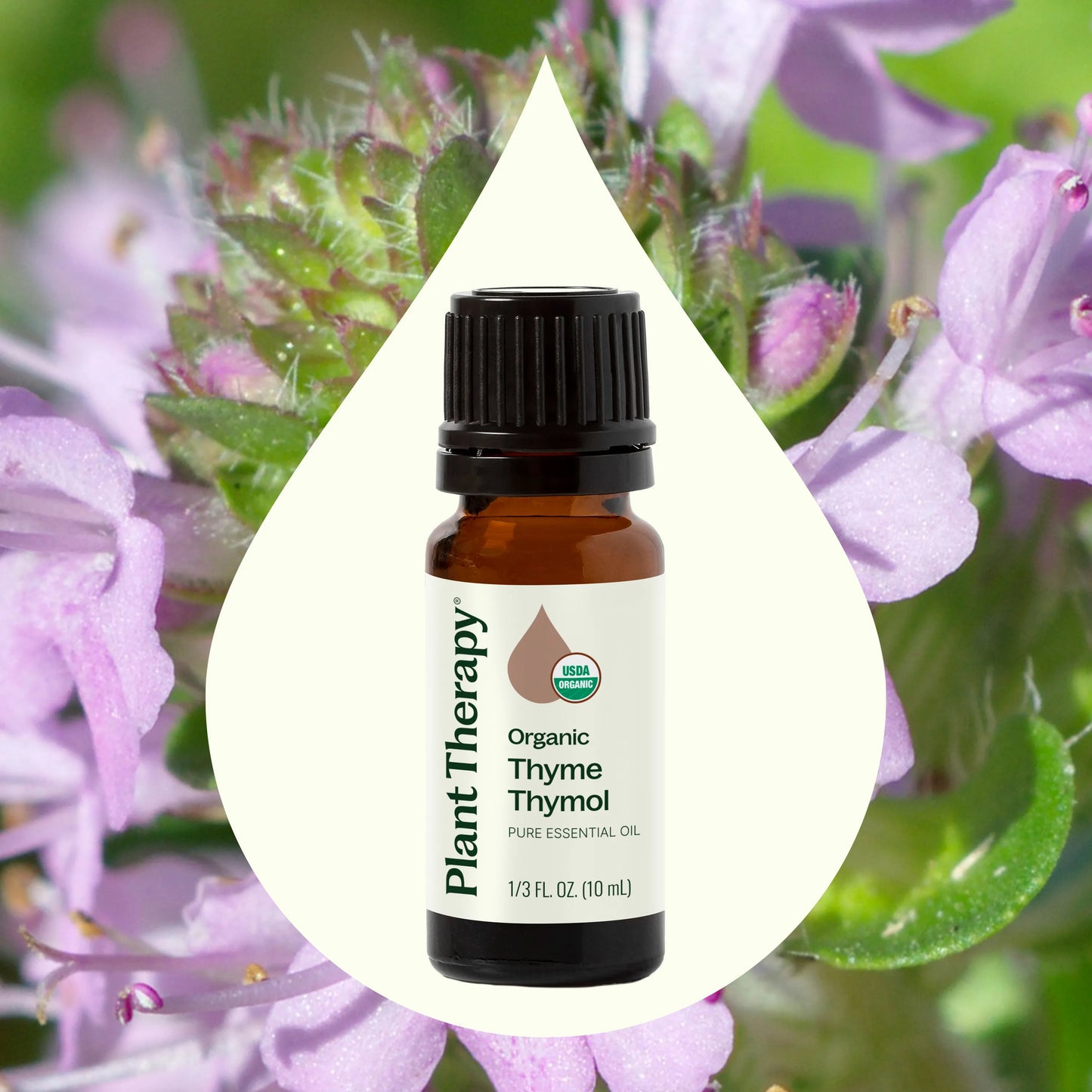 Organic Thyme Thymol Essential Oil