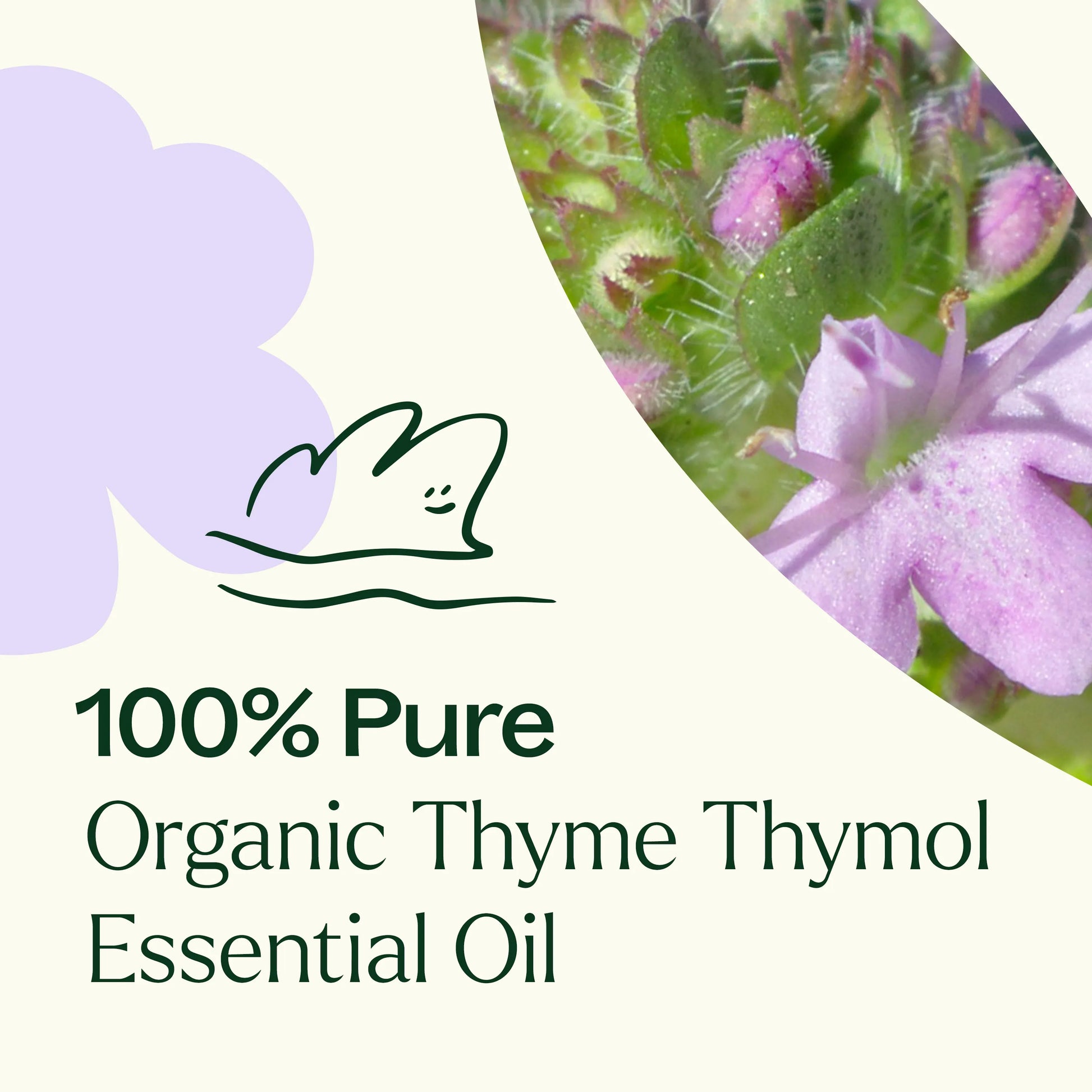 Organic Thyme Thymol Essential Oil
