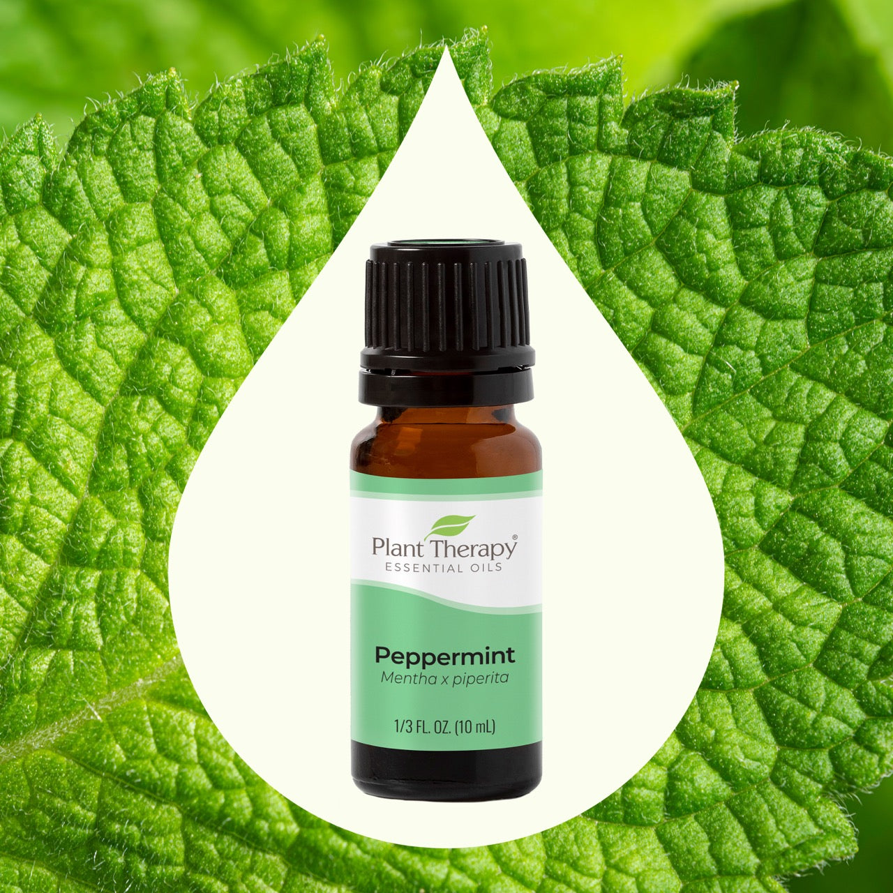 Peppermint Essential Oil ingredient image