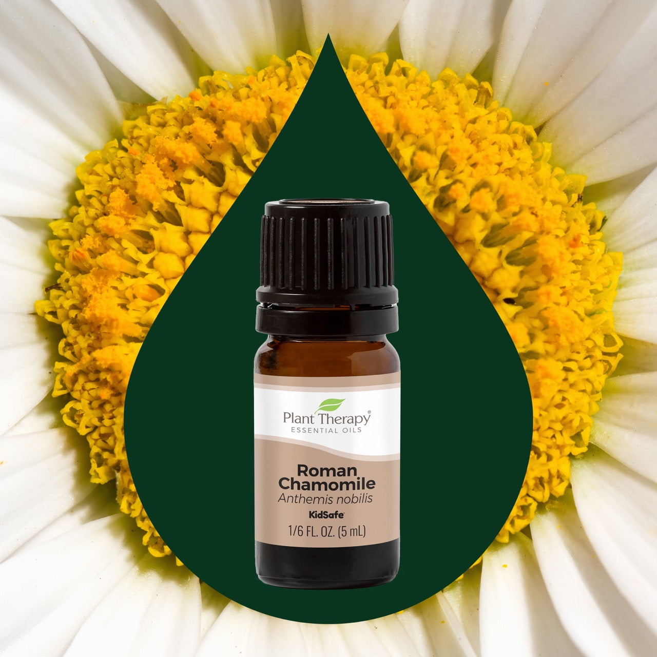 Roman Chamomile Essential Oil Plant Therapy Roman Chamomile Essential Oil Plant Therapy