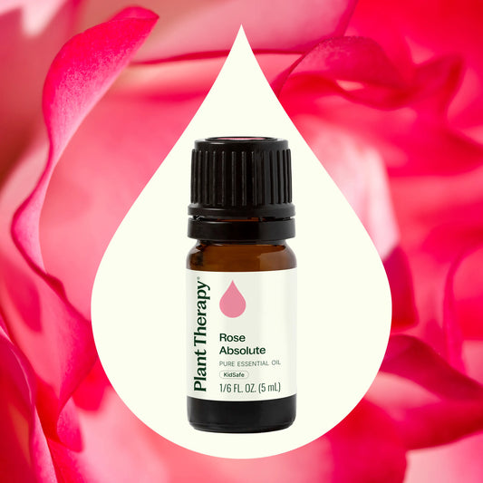 Rose Absolute Essential Oil