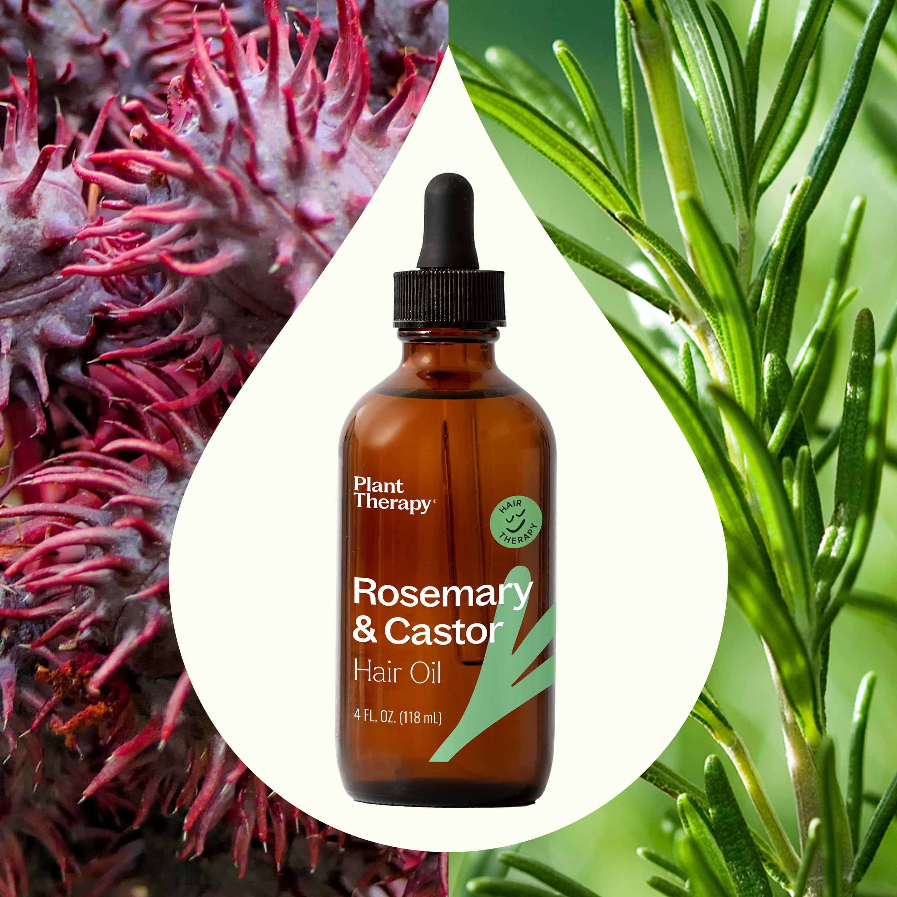 Rosemary Oil For Hair Growth Plant Therapy rosemary-oil-for-hair-growth-plant-therapy