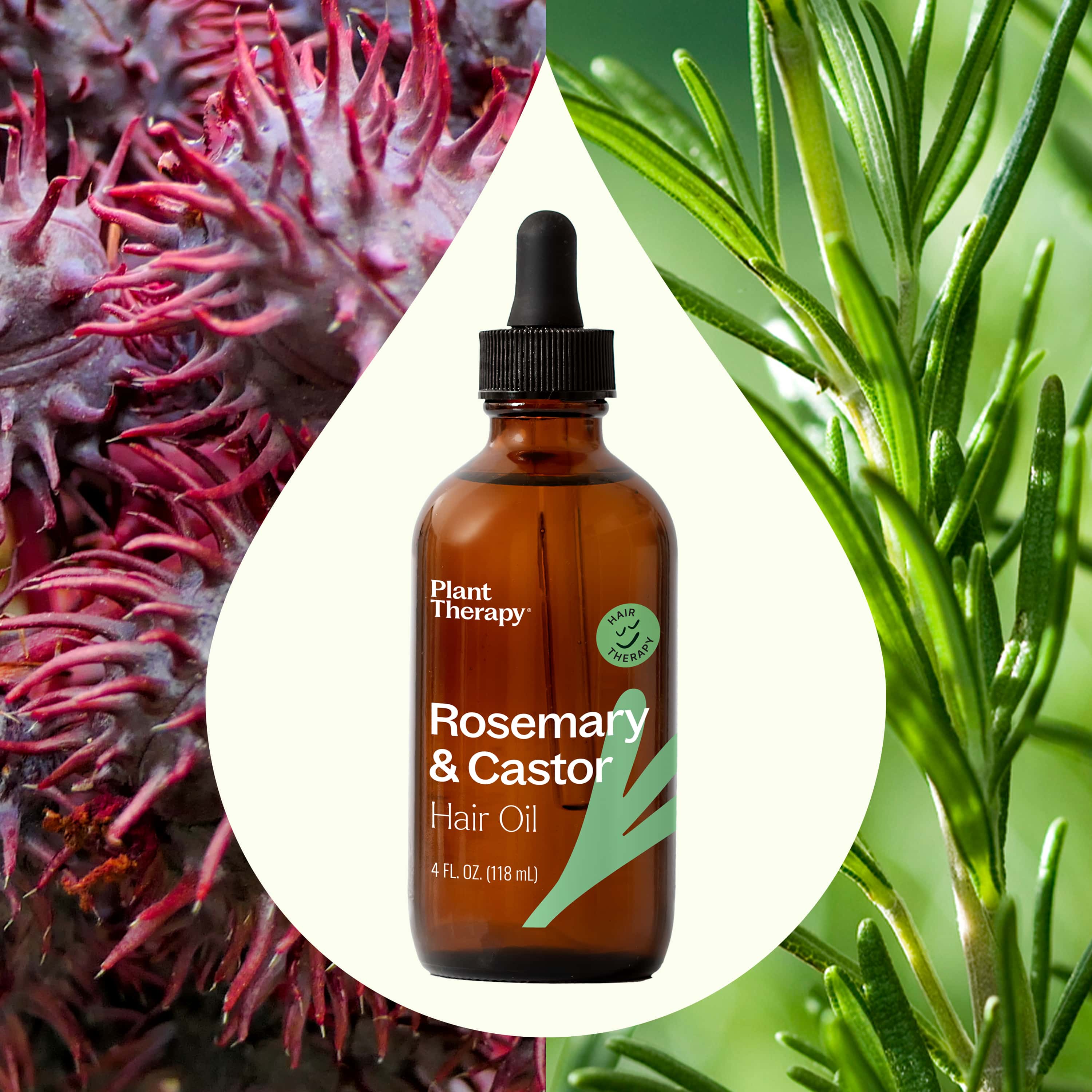 Rosemary Oil For Hair Growth Plant Therapy Rosemary Oil For Hair Growth Plant Therapy