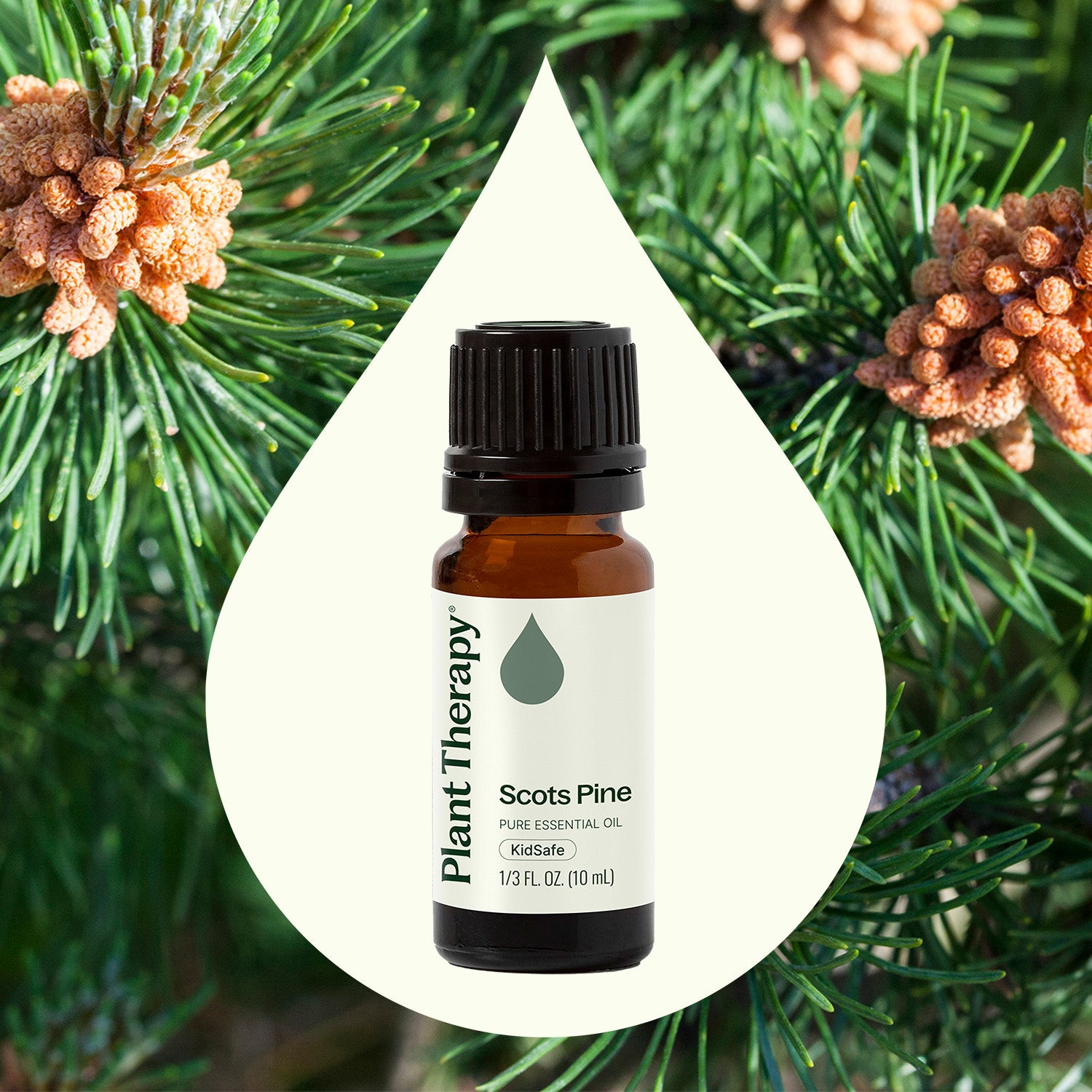 Scots Pine Essential Oil – Plant Therapy