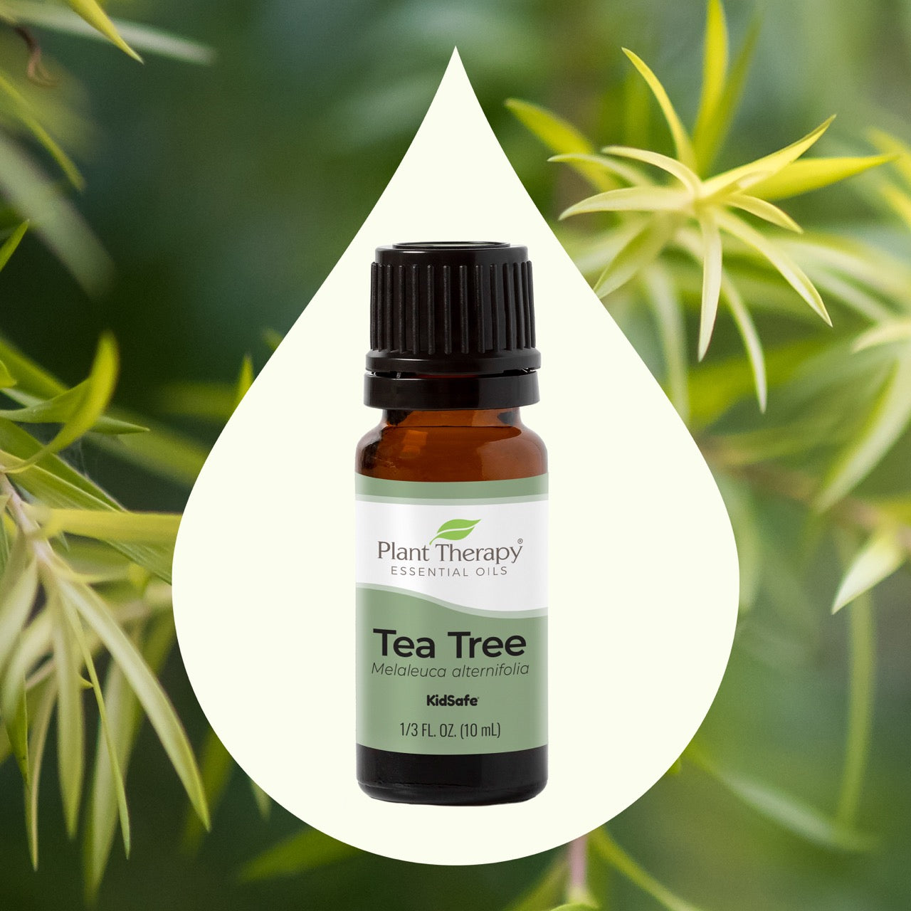 Tea Tree Essential Oil – Plant Therapy