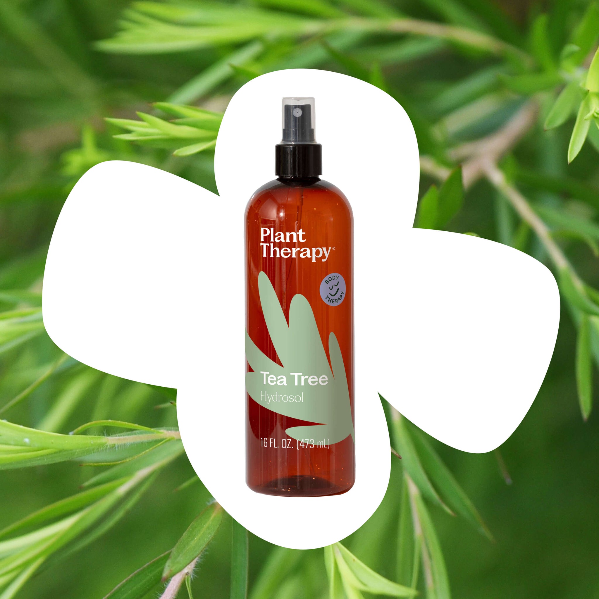 Tea Tree Hydrosol – Plant Therapy