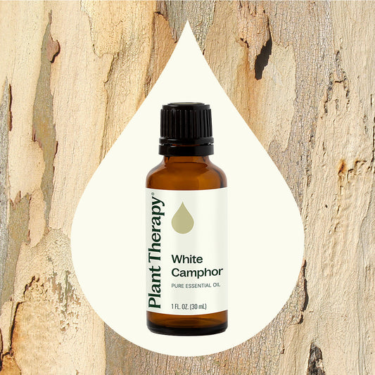 White Camphor Essential Oil