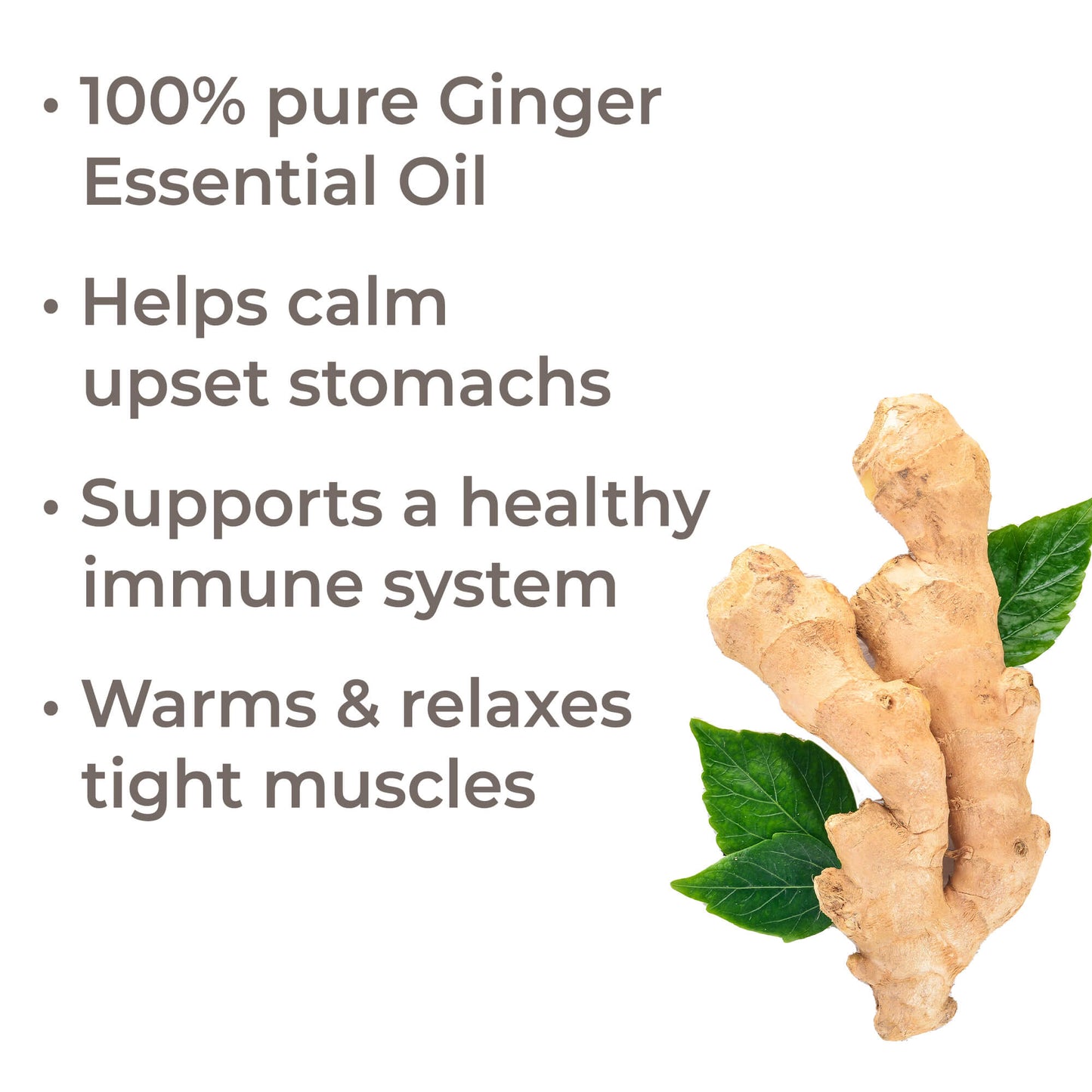 Ginger Essential Oil Benefits - Calm stomach, support immune system, relax muscles
