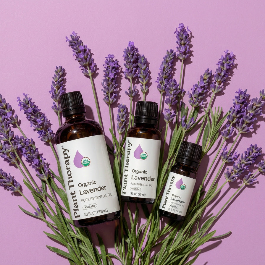 lavender oil plant therapy Organic Lavender Essential Oil