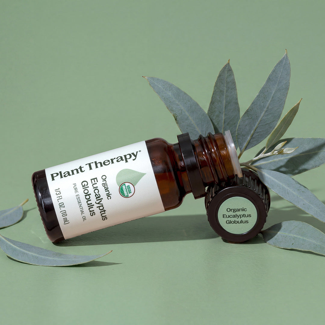 Organic Eucalyptus Globulus Essential Oil
