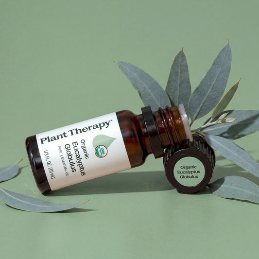 Organic Eucalyptus Globulus Essential Oil