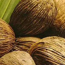 Babassu Oil