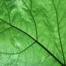 Balm Mint Bush