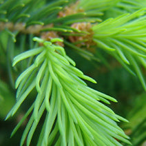 Balsam Fir