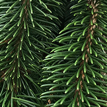 Black Spruce