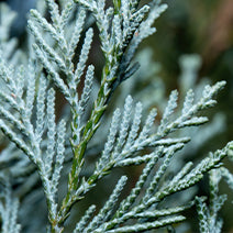 Blue Cypress