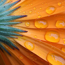 Calendula Extract