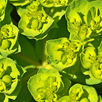 Candelilla Wax